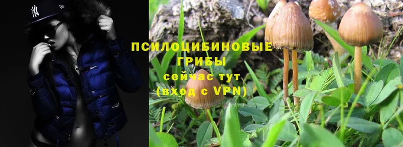 Галлюциногенные грибы Magic Shrooms  Котовск 